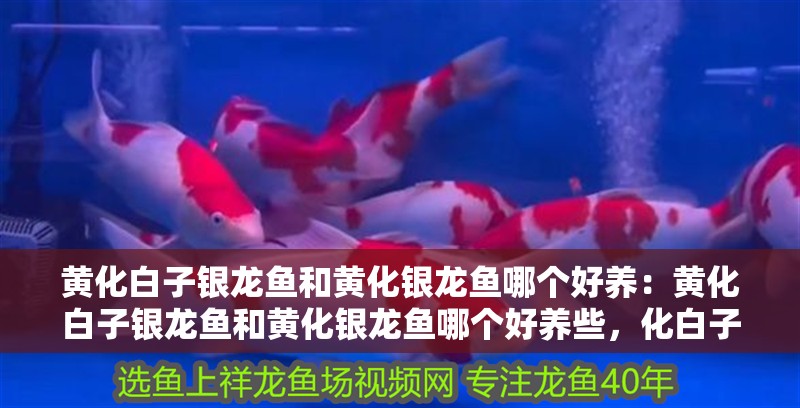 黃化白子銀龍魚和黃化銀龍魚哪個好養(yǎng)：黃化白子銀龍魚和黃化銀龍魚哪個好養(yǎng)些，化白子銀龍魚與黃化銀龍魚養(yǎng)護難度 黃化白子銀龍魚和黃化銀龍魚哪個好養(yǎng)：黃化白子銀龍魚和黃化銀龍魚哪個好養(yǎng)些，化白子銀龍魚與黃化銀龍魚養(yǎng)護難度 水族問答 第2張