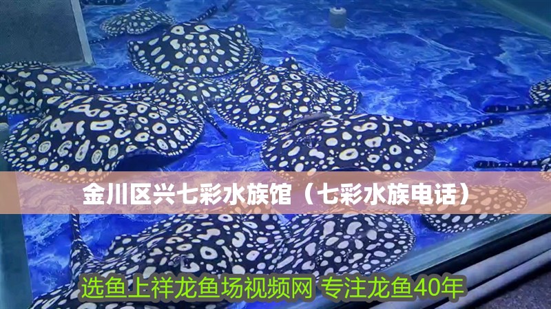 金川區興七彩水族館（七彩水族電話）
