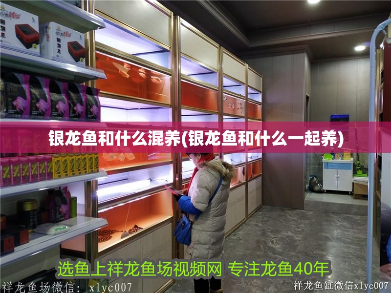 銀龍魚和什么混養(銀龍魚和什么一起養)
