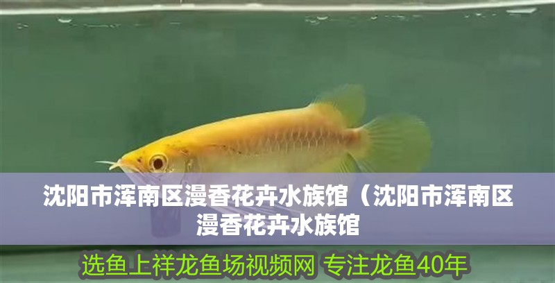 沈陽市渾南區漫香花卉水族館（沈陽市渾南區漫香花卉水族館 沈陽市渾南區漫香花卉水族館（沈陽市渾南區漫香花卉水族館 全國水族館企業名錄 第2張