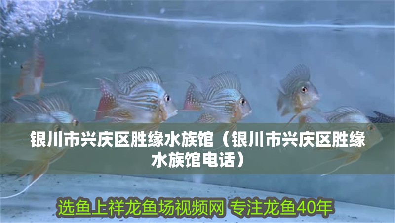 銀川市興慶區(qū)勝緣水族館（銀川市興慶區(qū)勝緣水族館電話）