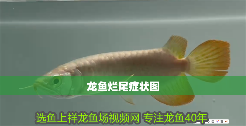 龍魚爛尾癥狀圖 龍魚百科 龍魚爛尾癥狀圖 龍魚爛尾癥狀圖 龍魚百科