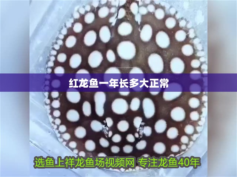 紅龍魚一年長多大正常 紅龍魚一年長多大正常 龍魚百科 第4張