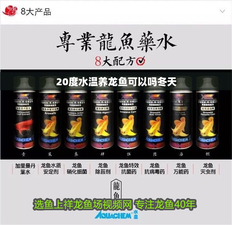 20度水溫養龍魚可以嗎冬天
