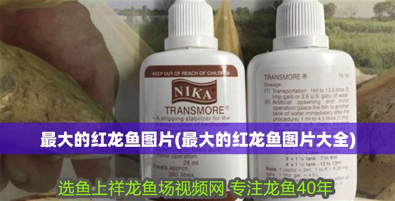 最大的紅龍魚圖片(最大的紅龍魚圖片大全)