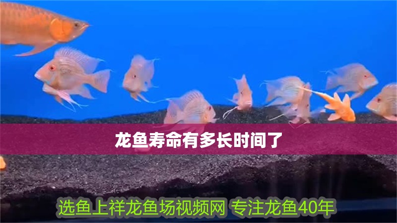 龍魚壽命有多長時間了