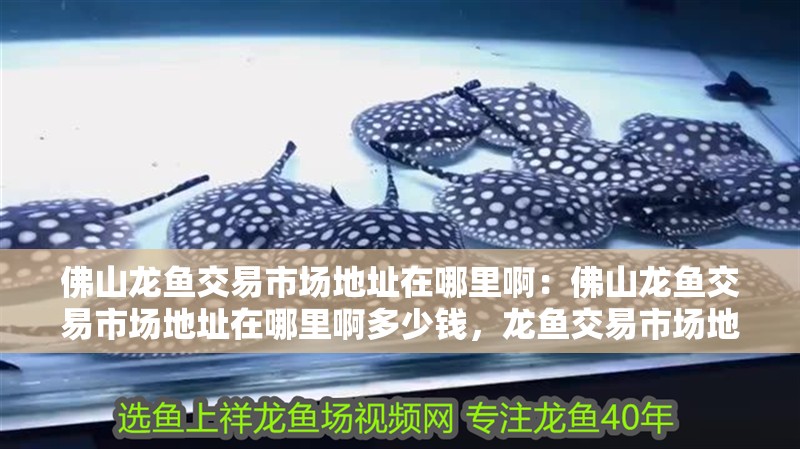 佛山龍魚交易市場地址在哪里啊：佛山龍魚交易市場地址在哪里啊多少錢，龍魚交易市場地址 佛山龍魚交易市場地址在哪里啊：佛山龍魚交易市場地址在哪里啊多少錢，龍魚交易市場地址 水族問答