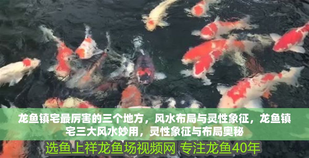 龍魚鎮宅最厲害的三個地方，風水布局與靈性象征，龍魚鎮宅三大風水妙用，靈性象征與布局奧秘