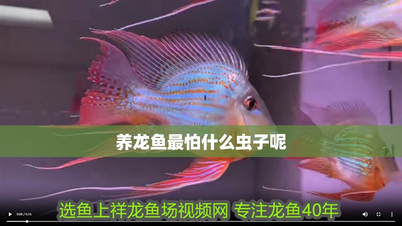 養龍魚最怕什么蟲子呢