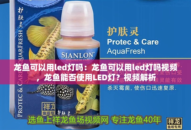 龍魚可以用led燈嗎：龍魚可以用led燈嗎視頻，龍魚能否使用LED燈？視頻解析 龍魚可以用led燈嗎：龍魚可以用led燈嗎視頻，龍魚能否使用LED燈？視頻解析 水族問答