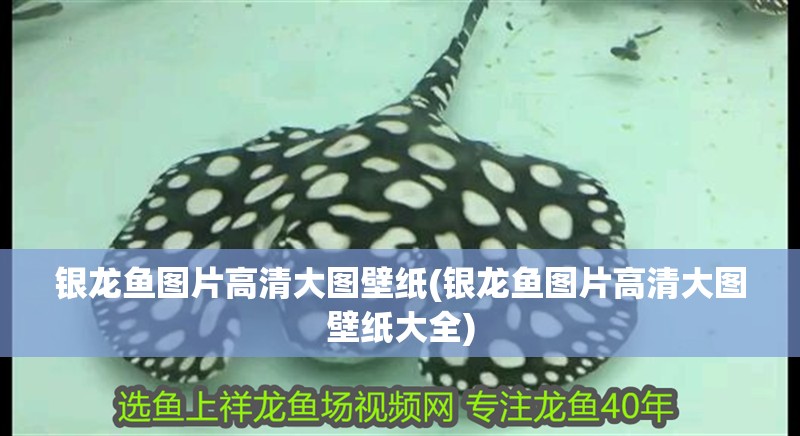 銀龍魚圖片高清大圖壁紙(銀龍魚圖片高清大圖壁紙大全)