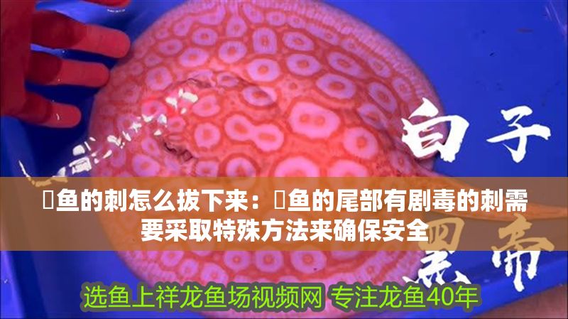 魟魚的刺怎么拔下來：魟魚的尾部有劇毒的刺需要采取特殊方法來確保安全