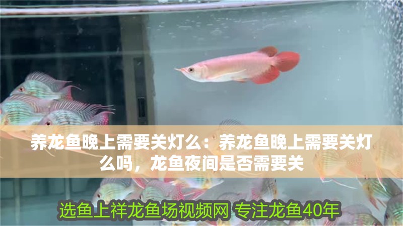 養龍魚晚上需要關燈么：養龍魚晚上需要關燈么嗎，龍魚夜間是否需要關