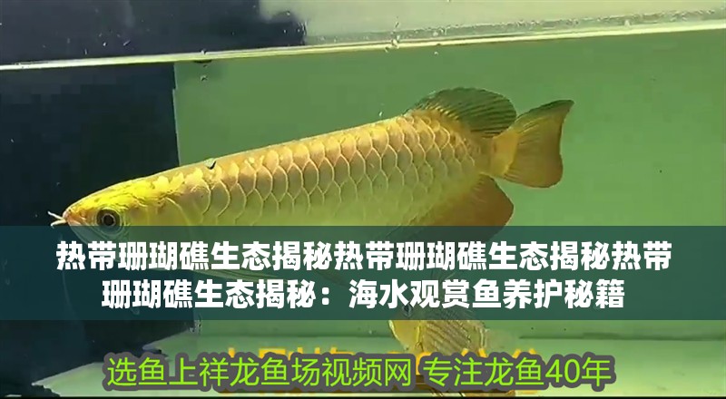 熱帶珊瑚礁生態揭秘熱帶珊瑚礁生態揭秘熱帶珊瑚礁生態揭秘：海水觀賞魚養護秘籍