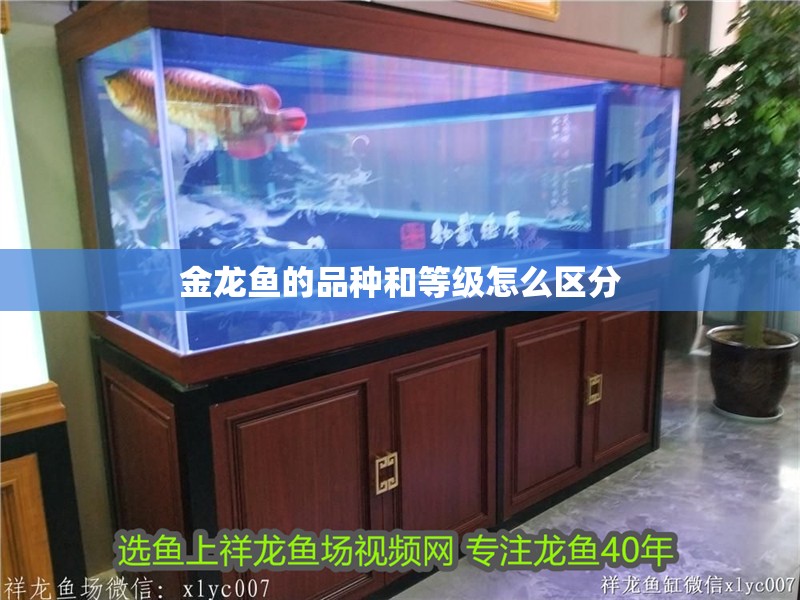 金龍魚的品種和等級怎么區(qū)分