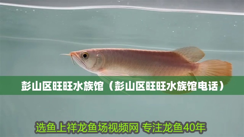 彭山區(qū)旺旺水族館（彭山區(qū)旺旺水族館電話） 彭山區(qū)旺旺水族館（彭山區(qū)旺旺水族館電話） 全國水族館企業(yè)名錄 第2張