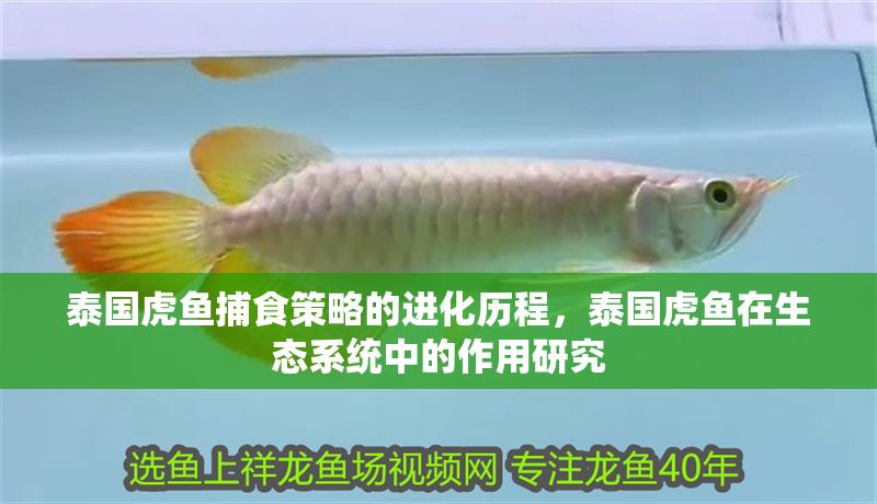 泰國虎魚捕食策略的進化歷程，泰國虎魚在生態系統中的作用研究