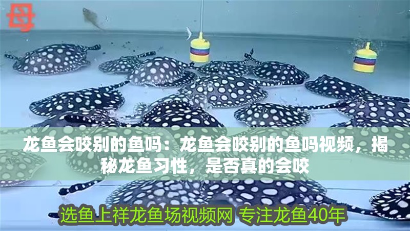 龍魚(yú)會(huì)咬別的魚(yú)嗎：龍魚(yú)會(huì)咬別的魚(yú)嗎視頻，揭秘龍魚(yú)習(xí)性，是否真的會(huì)咬 龍魚(yú)會(huì)咬別的魚(yú)嗎：龍魚(yú)會(huì)咬別的魚(yú)嗎視頻，揭秘龍魚(yú)習(xí)性，是否真的會(huì)咬 水族問(wèn)答