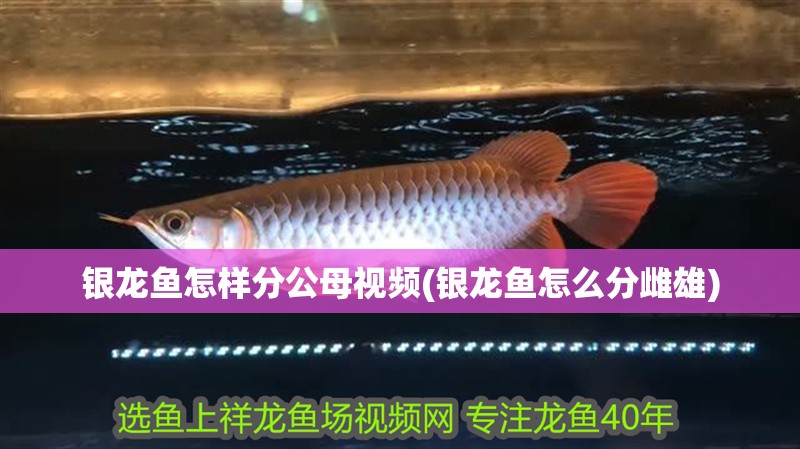 銀龍魚怎樣分公母視頻(銀龍魚怎么分雌雄)