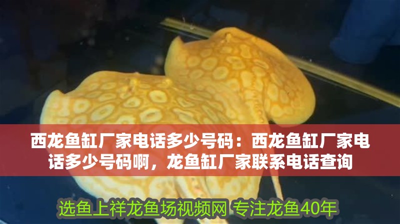 西龍魚缸廠家電話多少號碼：西龍魚缸廠家電話多少號碼啊，龍魚缸廠家聯系電話查詢