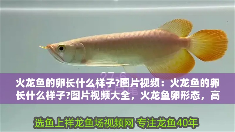 火龍魚的卵長什么樣子?圖片視頻：火龍魚的卵長什么樣子?圖片視頻大全，火龍魚卵形態，高清圖片與