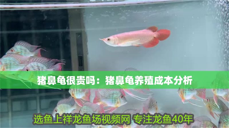 豬鼻龜很貴嗎：豬鼻龜養殖成本分析 豬鼻龜很貴嗎：豬鼻龜養殖成本分析 豬鼻龜百科 第1張