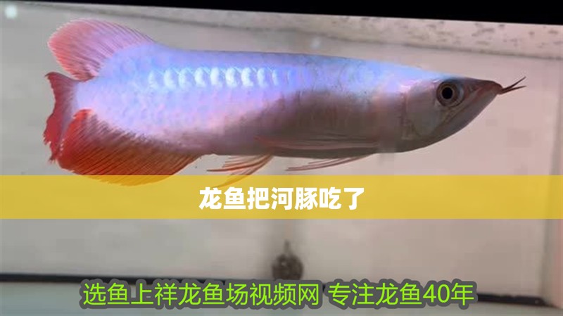 龍魚把河豚吃了 龍魚百科 龍魚把河豚吃了 龍魚把河豚吃了 龍魚百科