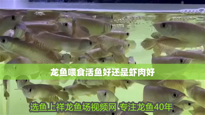 龍魚喂食活魚好還是蝦肉好 龍魚喂食活魚好還是蝦肉好 龍魚百科 第2張