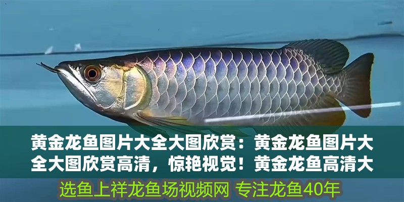 龍魚化石多嗎 龍魚化石多嗎 龍魚百科