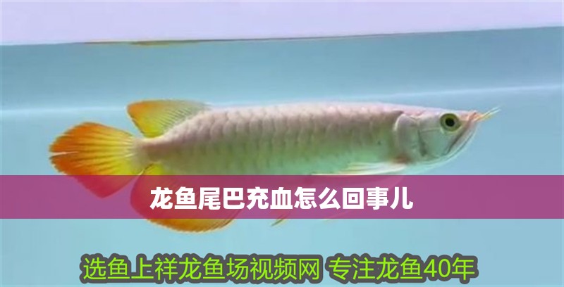 龍魚尾巴充血怎么回事兒