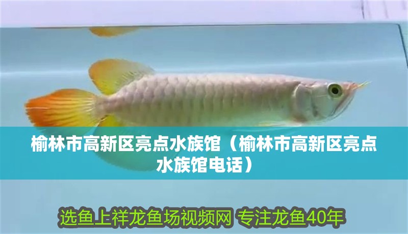 榆林市高新區(qū)亮點(diǎn)水族館（榆林市高新區(qū)亮點(diǎn)水族館電話）