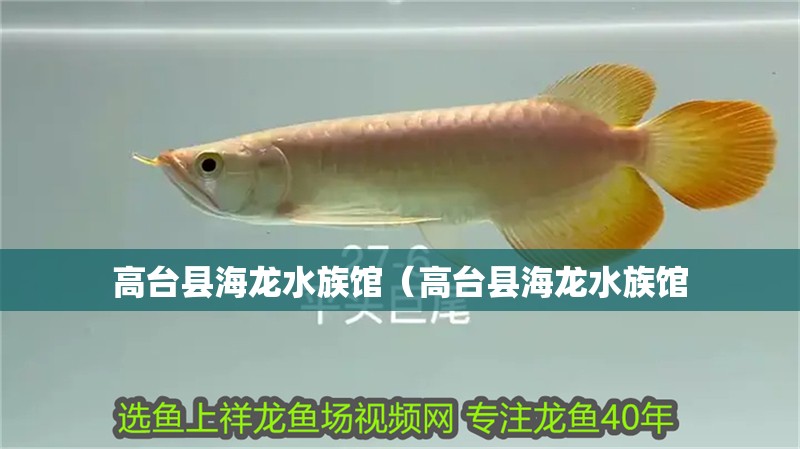 高臺(tái)縣海龍水族館（高臺(tái)縣海龍水族館 高臺(tái)縣海龍水族館（高臺(tái)縣海龍水族館 全國水族館企業(yè)名錄 第2張