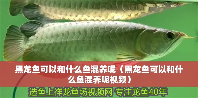 黑龍魚可以和什么魚混養呢（黑龍魚可以和什么魚混養呢視頻）