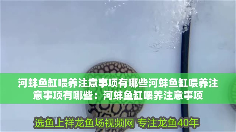 河蚌魚缸喂養注意事項有哪些河蚌魚缸喂養注意事項有哪些：河蚌魚缸喂養注意事項 河蚌魚缸喂養注意事項有哪些河蚌魚缸喂養注意事項有哪些：河蚌魚缸喂養注意事項 魚缸百科