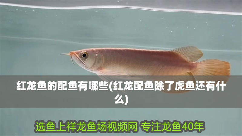 紅龍魚的配魚有哪些(紅龍配魚除了虎魚還有什么)