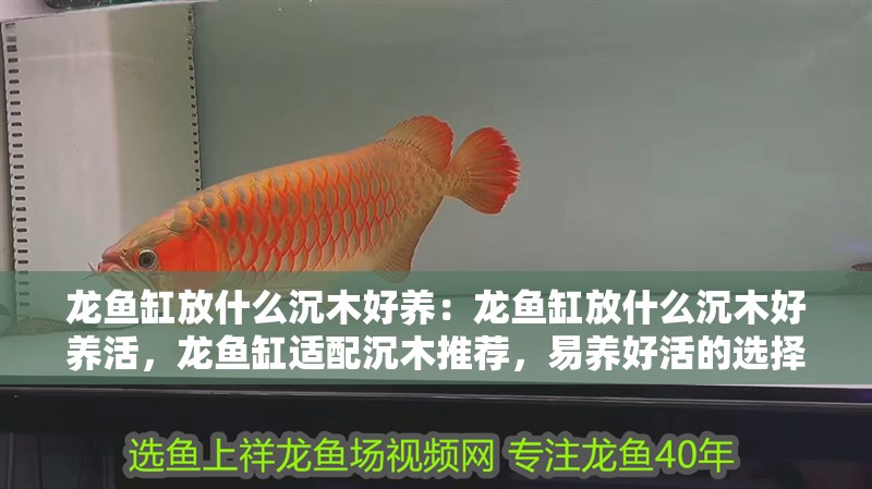 龍魚缸放什么沉木好養(yǎng)：龍魚缸放什么沉木好養(yǎng)活，龍魚缸適配沉木推薦，易養(yǎng)好活的選擇指南 龍魚缸放什么沉木好養(yǎng)：龍魚缸放什么沉木好養(yǎng)活，龍魚缸適配沉木推薦，易養(yǎng)好活的選擇指南 水族問答