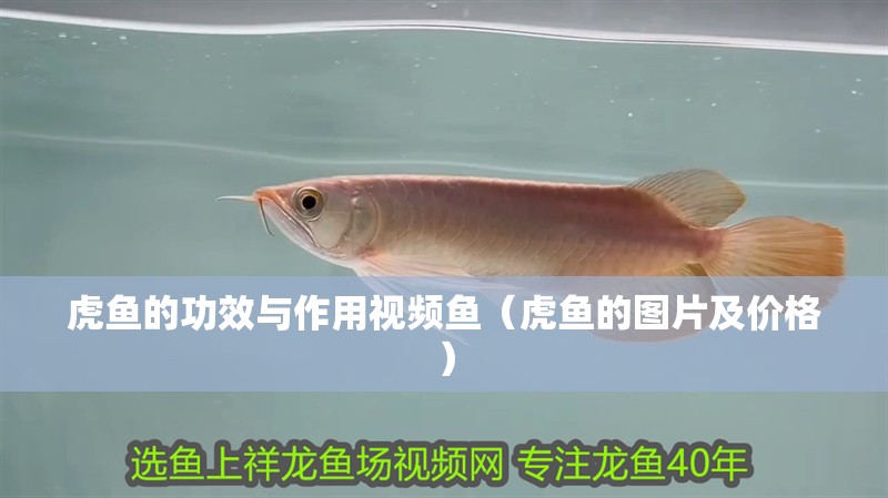 虎魚的功效與作用視頻魚（虎魚的圖片及價(jià)格）
