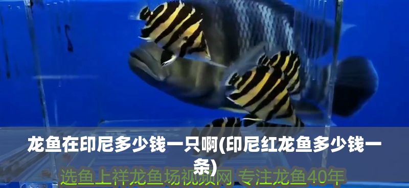 龍魚在印尼多少錢一只啊(印尼紅龍魚多少錢一條) 龍魚在印尼多少錢一只啊(印尼紅龍魚多少錢一條) 紅龍魚百科 第1張