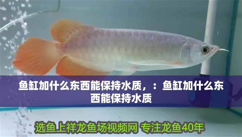 魚缸加什么東西能保持水質(zhì)，：魚缸加什么東西能保持水質(zhì)