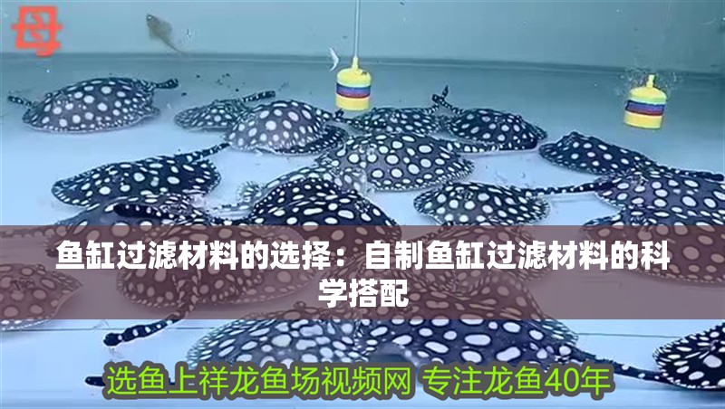 魚缸過濾材料的選擇：自制魚缸過濾材料的科學(xué)搭配