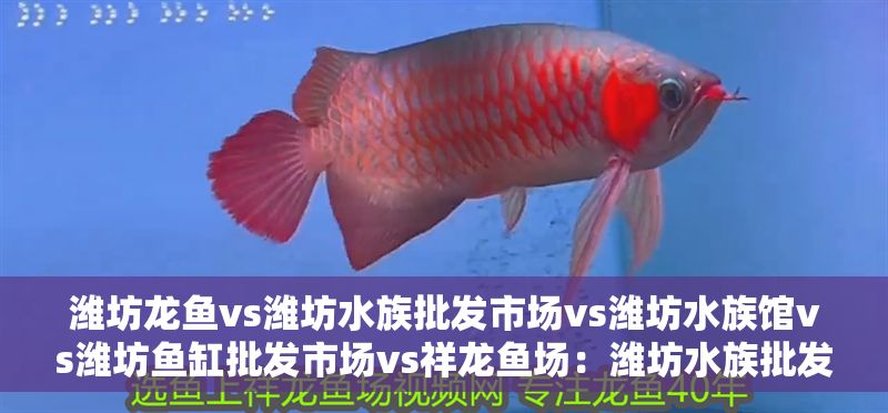 濰坊龍魚vs濰坊水族批發市場vs濰坊水族館vs濰坊魚缸批發市場vs祥龍魚場：濰坊水族批發市場價格祥龍魚場品種介紹濰坊魚缸批發市場價格