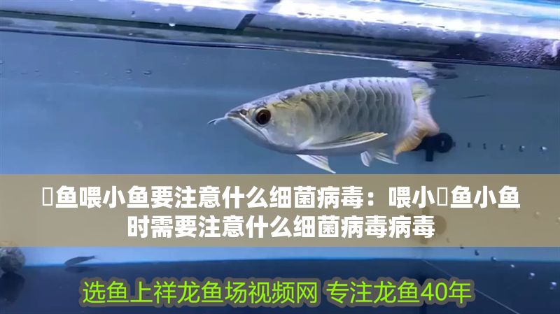 魟魚喂小魚要注意什么細菌病毒：喂小魟魚小魚時需要注意什么細菌病毒病毒 魟魚喂小魚要注意什么細菌病毒：喂小魟魚小魚時需要注意什么細菌病毒病毒 魟魚百科 第2張