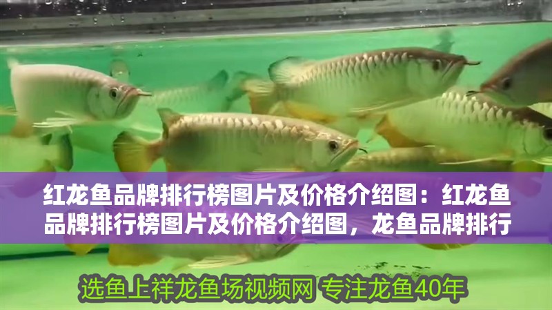 紅龍魚品牌排行榜圖片及價格介紹圖：紅龍魚品牌排行榜圖片及價格介紹圖，龍魚品牌排行榜與價格詳解圖鑒