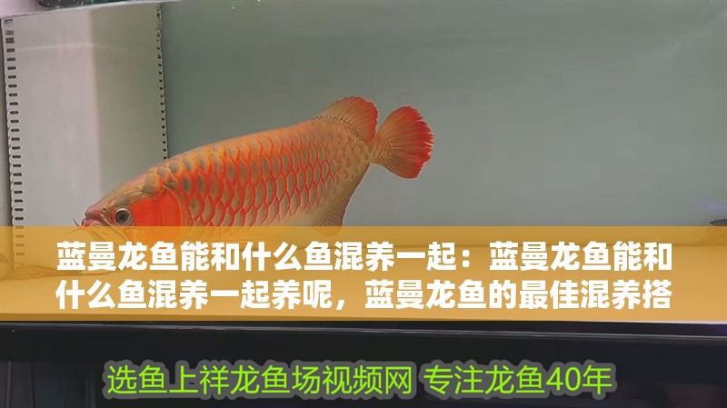 藍曼龍魚能和什么魚混養一起：藍曼龍魚能和什么魚混養一起養呢，藍曼龍魚的最佳混養搭檔推薦 藍曼龍魚能和什么魚混養一起：藍曼龍魚能和什么魚混養一起養呢，藍曼龍魚的最佳混養搭檔推薦 水族問答