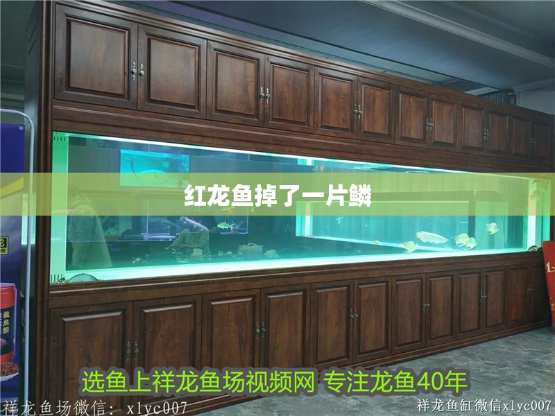 紅龍魚掉了一片鱗