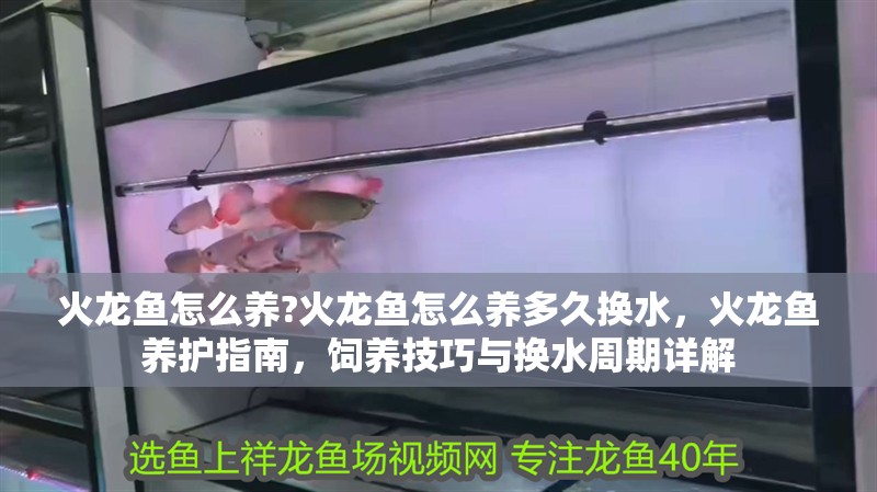 火龍魚怎么養?火龍魚怎么養多久換水，火龍魚養護指南，飼養技巧與換水周期詳解