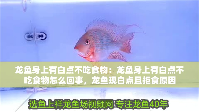 龍魚身上有白點不吃食物：龍魚身上有白點不吃食物怎么回事，龍魚現白點且拒食原因