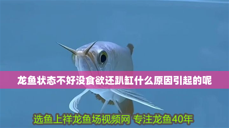 龍魚狀態不好沒食欲還趴缸什么原因引起的呢