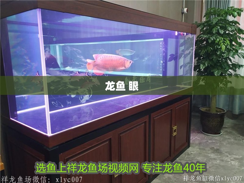 龍魚 眼