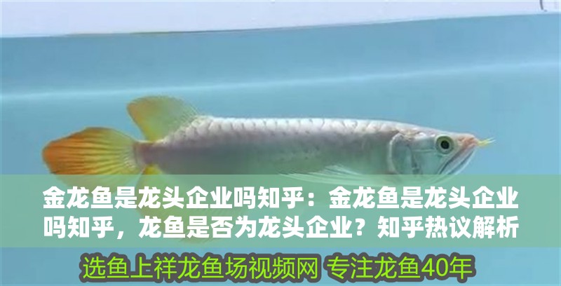金龍魚是龍頭企業嗎知乎：金龍魚是龍頭企業嗎知乎，龍魚是否為龍頭企業？知乎熱議解析
